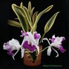 Cattleya Sedlescombe 'Variegated'